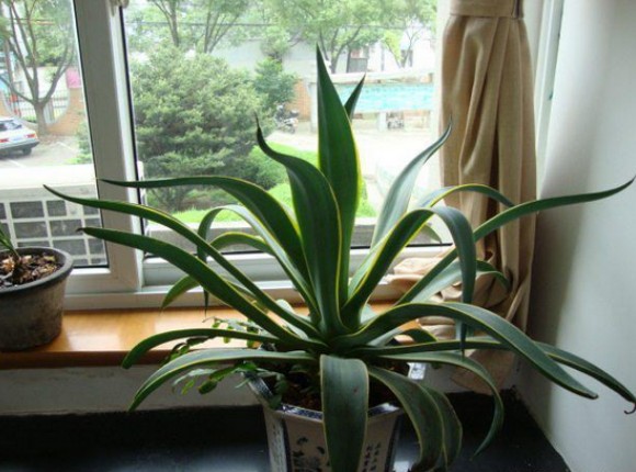 新房子“甲醛杀手”的绿植有哪些？